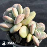 Echeveria Day and Night Galaxy - Image 2