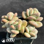 Echeveria Day and Night Galaxy Clustering - Image 2