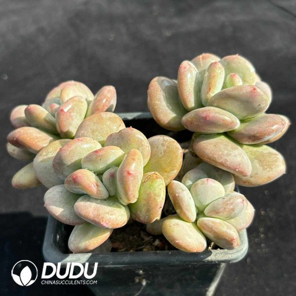 Echeveria Day and Night Galaxy Clustering - Image 2