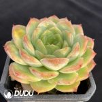 Echeveria Baby Green - Image 2