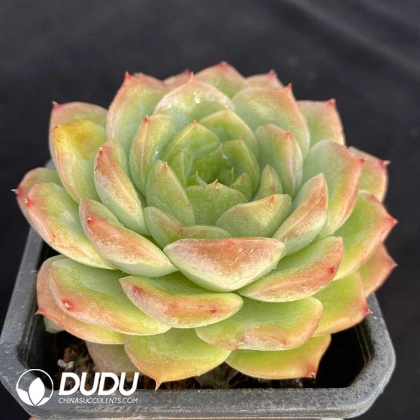 Echeveria Baby Green - Image 2