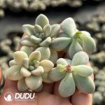 500Pcs Graptopetalum Ellen Variegated Cuttings - Image 2
