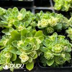 Aeonium Cat's Eye Rose Variegated - Image 2