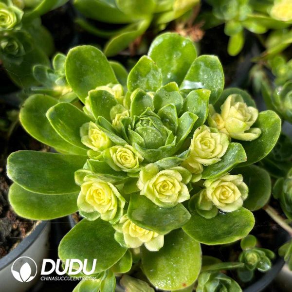 Aeonium Cat's Eye Rose Variegated - Image 2