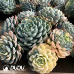 Echeveria Berry Variegated Clustering - Image 2