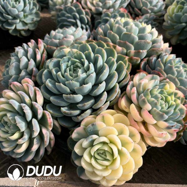 Echeveria Berry Variegated Clustering - Image 2