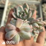 500Pcs Echeveria Monroe Variegated Cuttings - Image 2