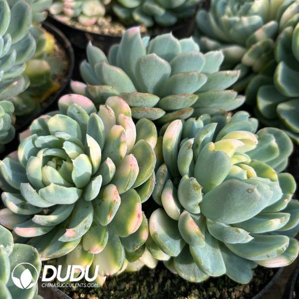 Echeveria Berry Variegated Clustering - Image 2