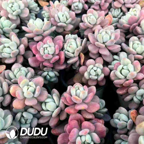 Graptopetalum Lavender Pebbles Variegated - Image 2