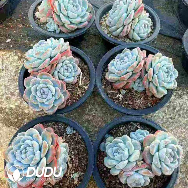 Echeveria Ice Green Clustering - Image 2