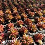 Echeveria Mist bubbles Clustering - Image 2