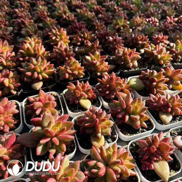 Echeveria Mist bubbles Clustering - Image 2