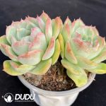 Echeveria Baby Green Double Head - Image 2