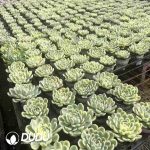 Echeveria Strawberry Ice Variegated - Image 2