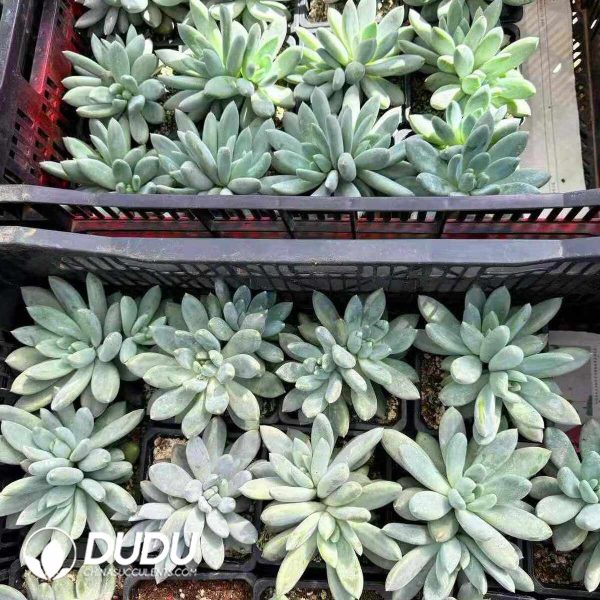 Echeveria Gothic Double Head - Image 2