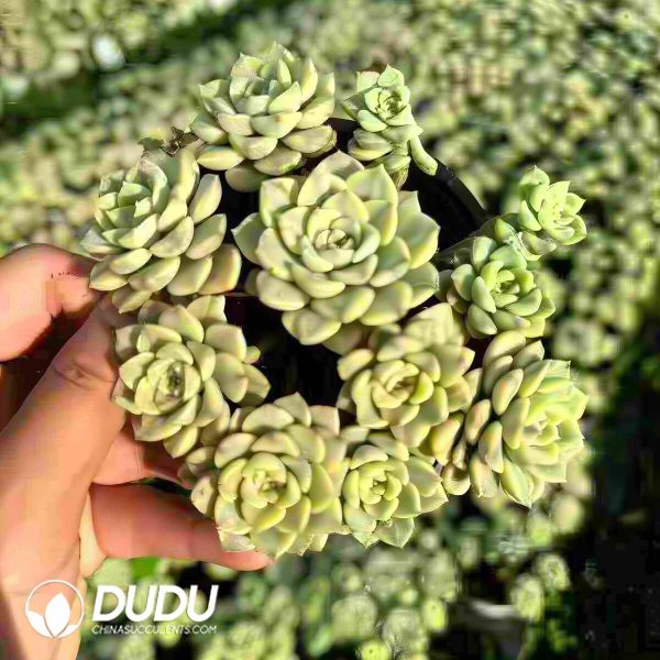 Echeveria Tinkerbell Variegated Clustering - Image 2