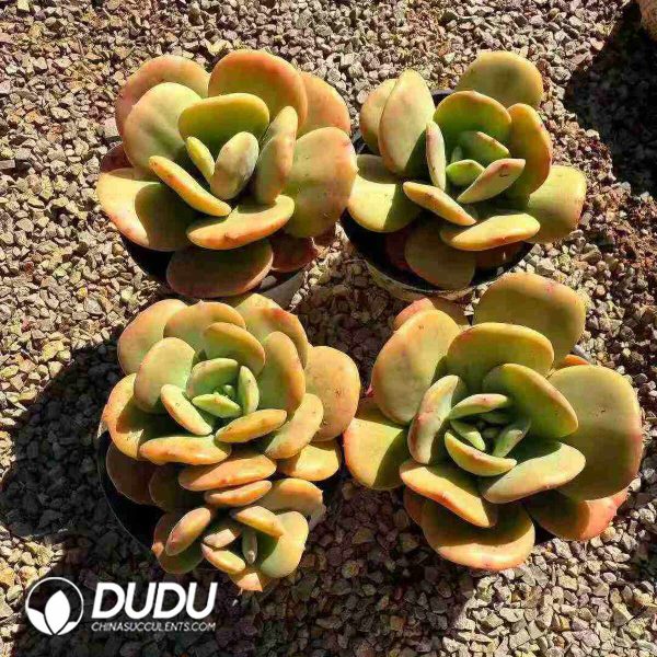 Echeveria Phoenix Feather - Image 2