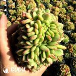 Echeveria Champagne Hybridization Cristata - Image 2