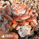 Echeveria Pomegranate Seed Monroe (5 Heads+) - Image 2