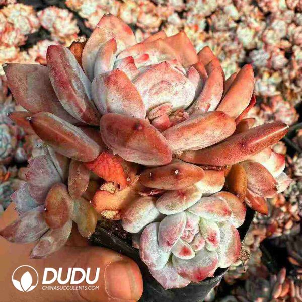 Echeveria Pomegranate Seed Monroe (5 Heads+) - Image 2