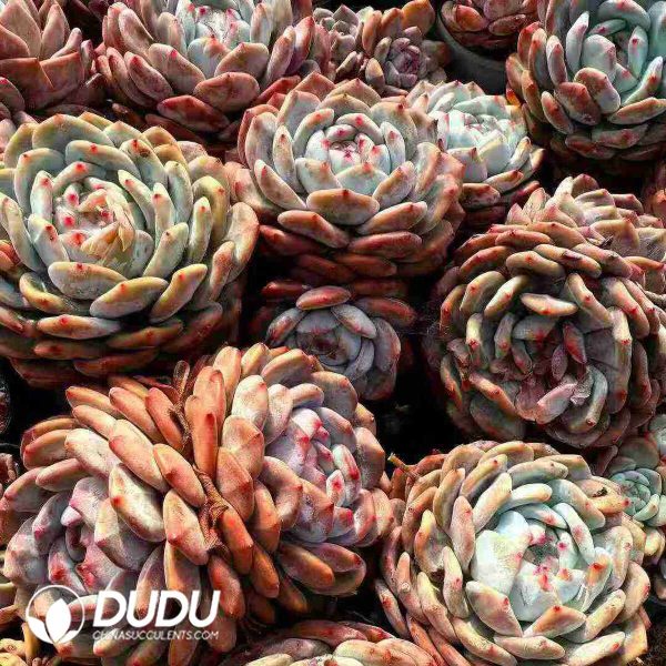 Echeveria Orange Star（Single or Double randomly） - Image 2