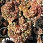 Echeveria Blue Fat Cristata - Image 2