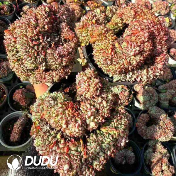 Echeveria Blue Fat Cristata - Image 2