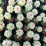 Echeveria Sugar Sunshine Grapes - Image 2