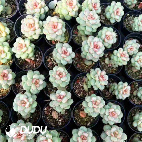 Echeveria Sugar Sunshine Grapes - Image 2