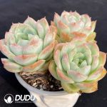 Echeveria Baby Green Clustering - Image 2
