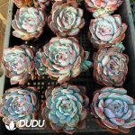Echeveria Broad-leaved Blue Dream(Single or Double randomly） - Image 2