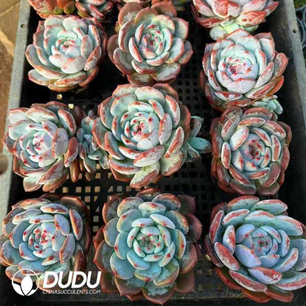 Echeveria Broad-leaved Blue Dream(Single or Double randomly） - Image 2