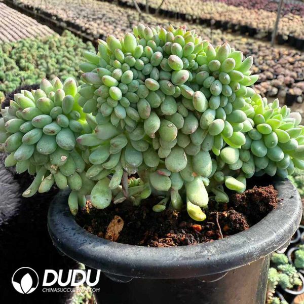 Echeveria Red Egg Cristata - Image 2