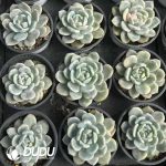 Echeveria Monroe Variegated - Image 2