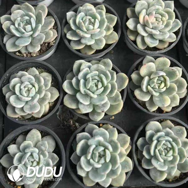 Echeveria Monroe Variegated - Image 2