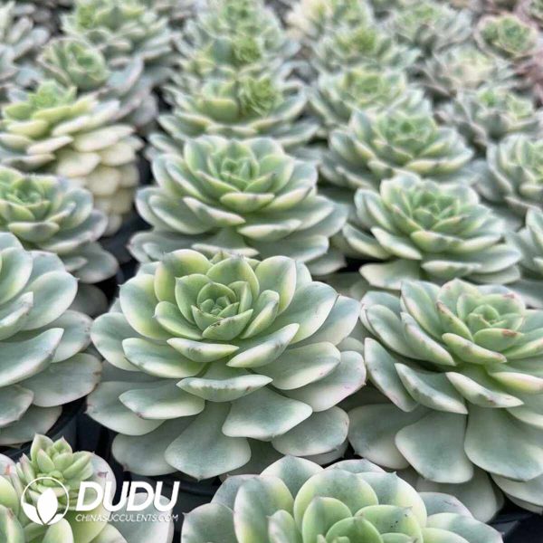 Echeveria Nicksana - Image 2