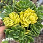 Echeveria Fanta Variegated (Yin-Yang Variegation) - Image 2