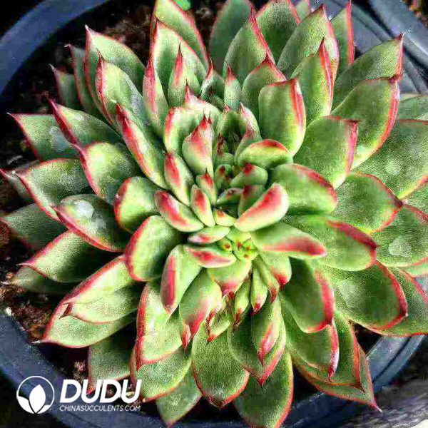 Echeveria Agavoides Rouge Cristata - Image 2