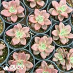 Echeveria Hao Fei - Image 2