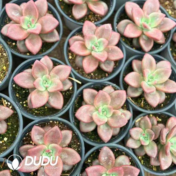 Echeveria Hao Fei - Image 2