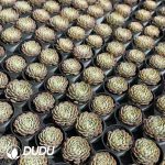 Echeveria Minima Variegated - Image 2