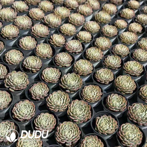 Echeveria Minima Variegated - Image 2