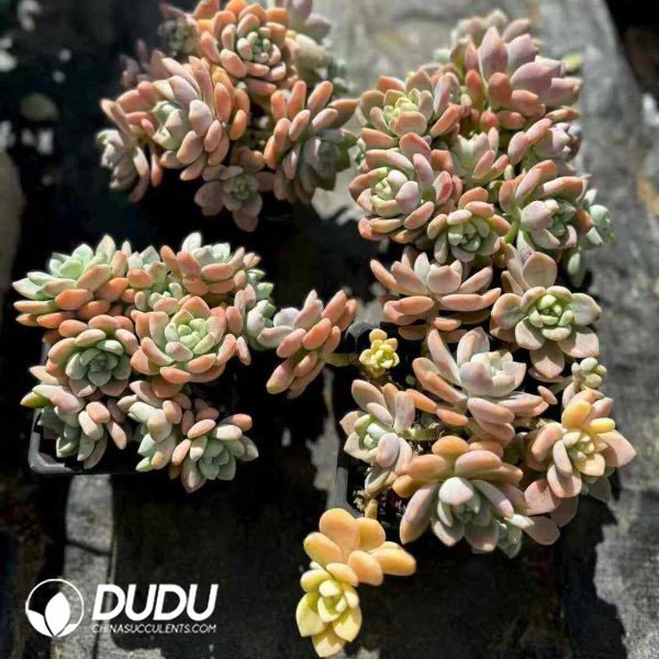 Echeveria Dew Fragrance Clustering - Image 2