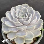 Echeveria Original Blue Surprise - Image 2