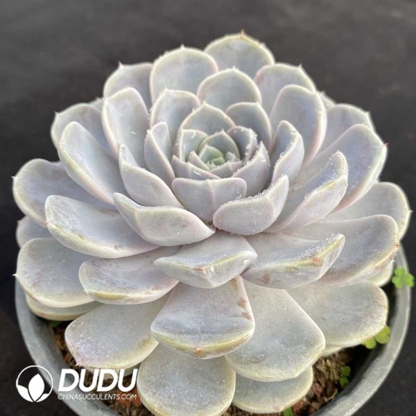 Echeveria Original Blue Surprise - Image 2