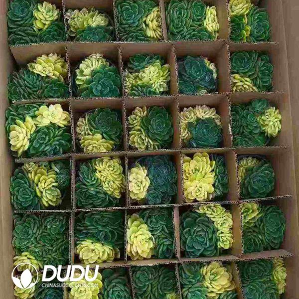 Echeveria Fanta Variegated Clustering - Image 2