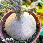 Gerrardanthus Macrorhizus Silver Leaf - Image 2