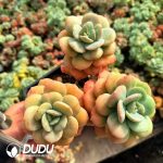 Echeveria Phoenix Feather Clustering - Image 2