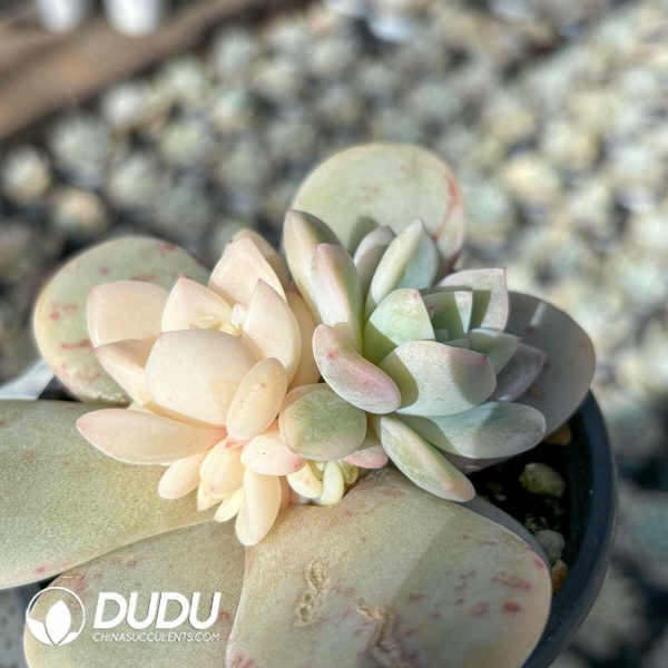 Echeveria Monroe Variegated (Yin-Yang Variegation) - Image 2