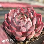 Echeveria Mo Yin - Image 2